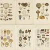 Clearance Pamono Common Stinkhorn and Other Mushrooms, 1875, Paper, Set of 6