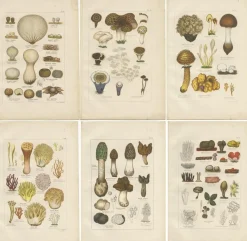 Clearance Pamono Common Stinkhorn and Other Mushrooms, 1875, Paper, Set of 6