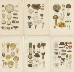 Clearance Pamono Common Stinkhorn and Other Mushrooms, 1875, Paper, Set of 6