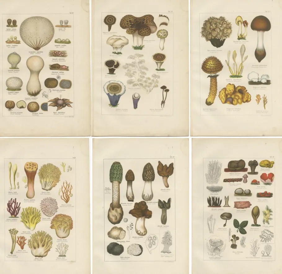 Clearance Pamono Common Stinkhorn and Other Mushrooms, 1875, Paper, Set of 6