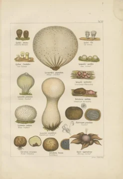 Clearance Pamono Common Stinkhorn and Other Mushrooms, 1875, Paper, Set of 6