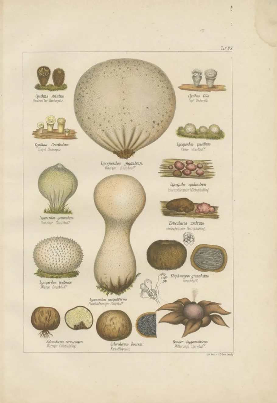 Clearance Pamono Common Stinkhorn and Other Mushrooms, 1875, Paper, Set of 6