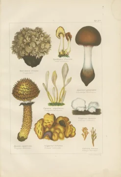 Clearance Pamono Common Stinkhorn and Other Mushrooms, 1875, Paper, Set of 6
