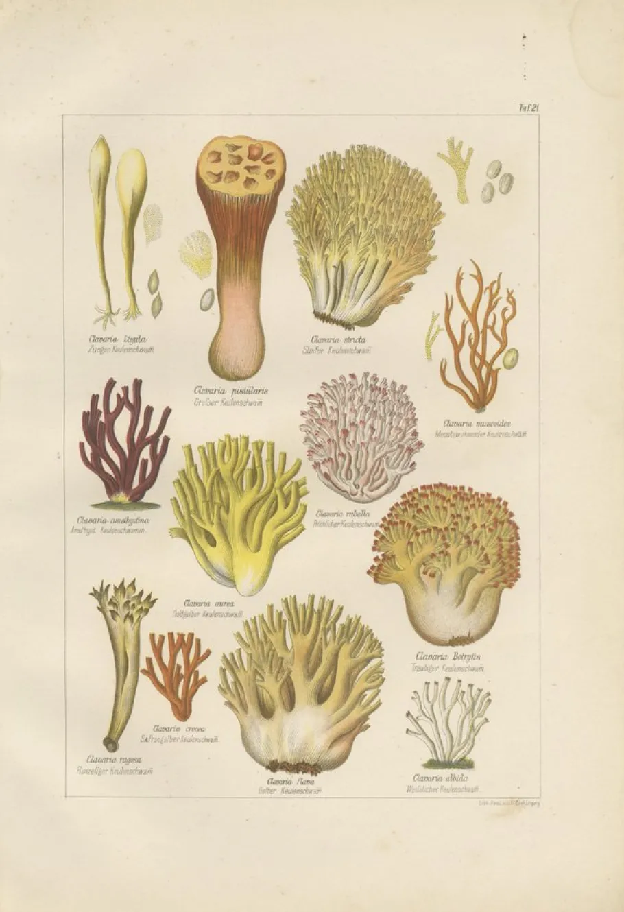 Clearance Pamono Common Stinkhorn and Other Mushrooms, 1875, Paper, Set of 6