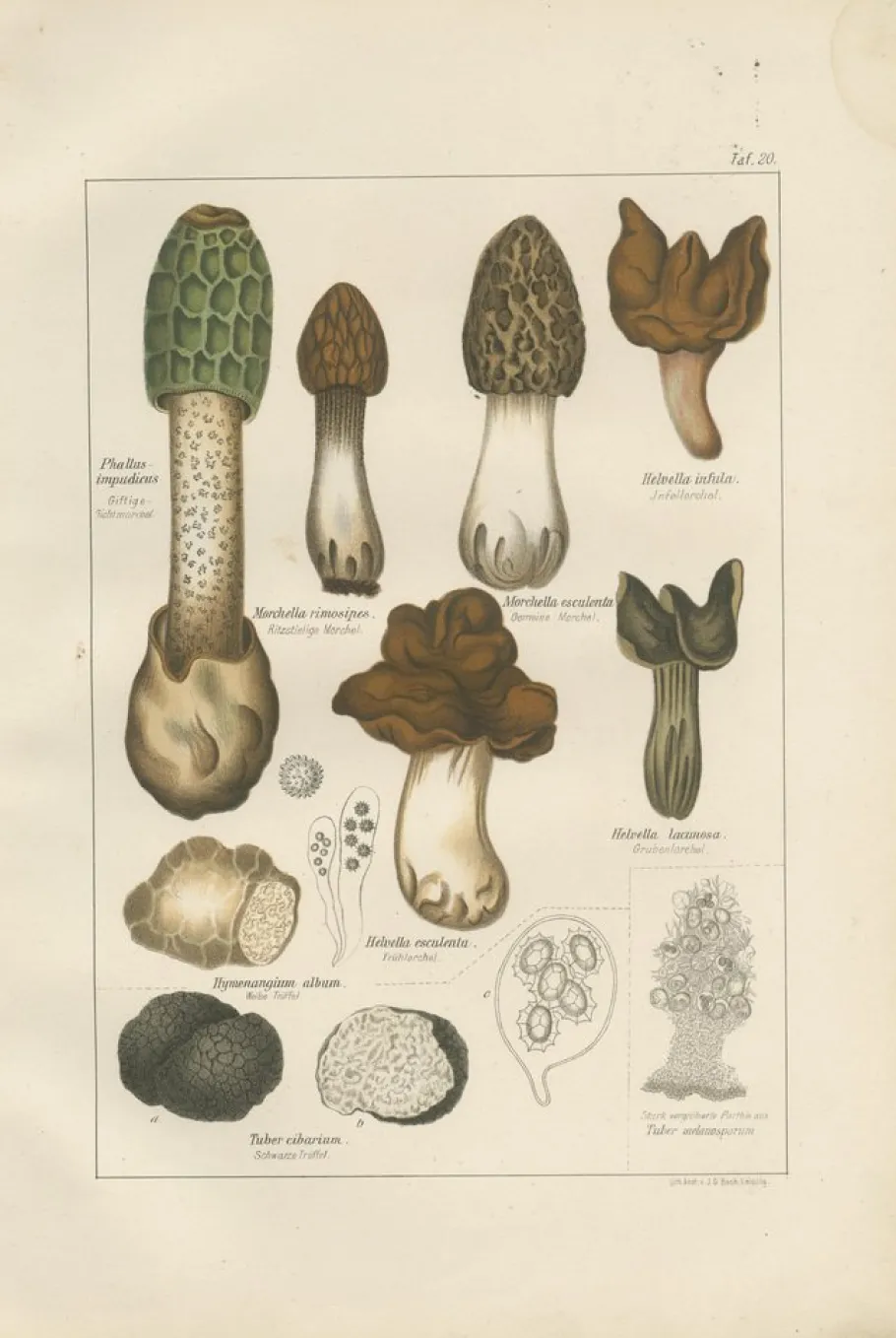 Clearance Pamono Common Stinkhorn and Other Mushrooms, 1875, Paper, Set of 6