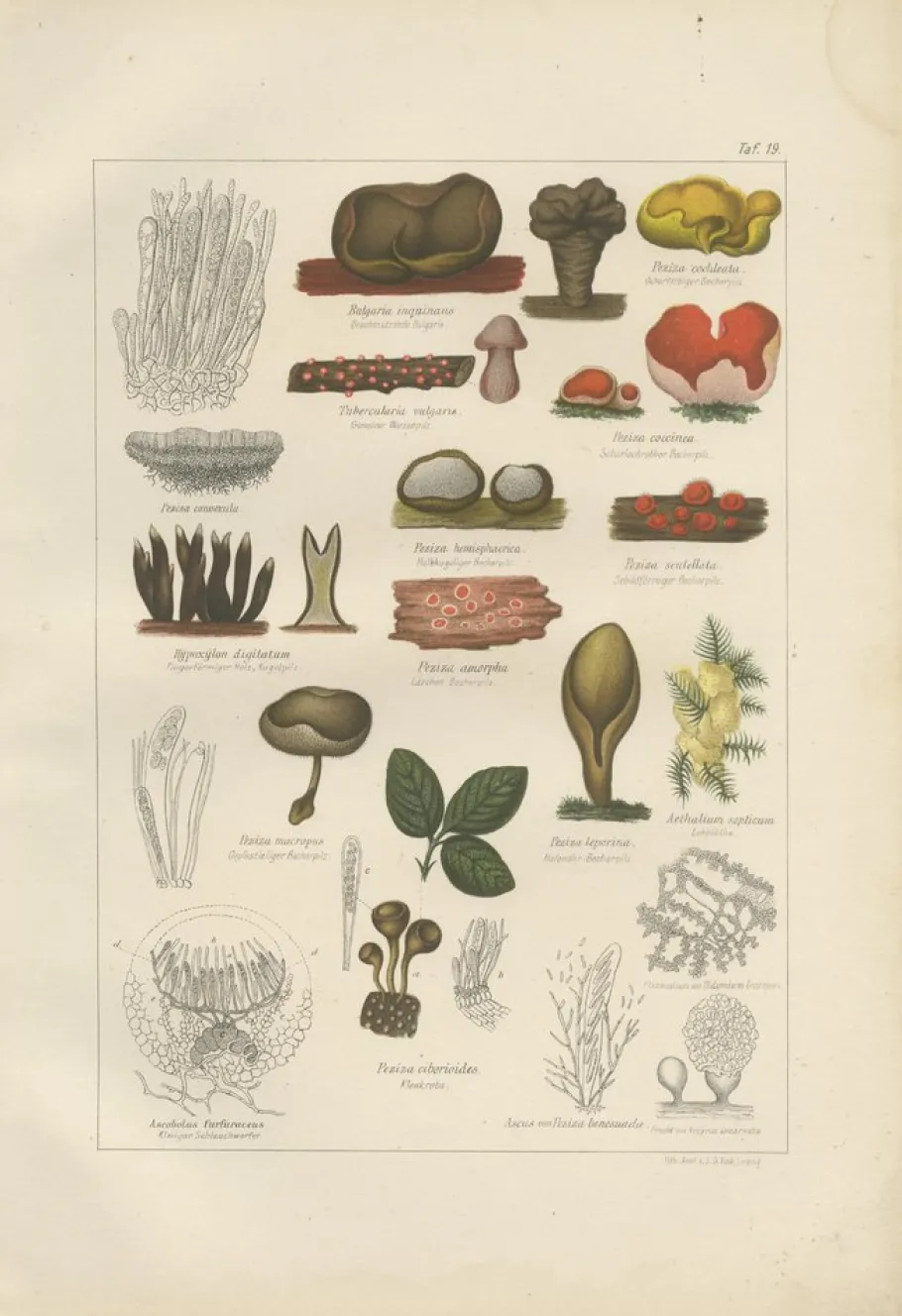 Clearance Pamono Common Stinkhorn and Other Mushrooms, 1875, Paper, Set of 6