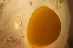 Hot Pamono Egg Floor Lamp by Michel Froment