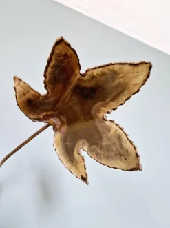 Best Pamono Large Brass Brutalist Wall Light with Branches and Maple Leaves, 1970