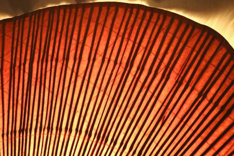 Best Pamono Large Uchiwa Floor Lamp by Ingo Maurer for M Design, Germany, 1977