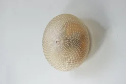 Discount Pamono Mid-Century Bubble Sconce, 1960s