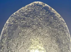 New Pamono Snow White Butterflies Murano Sconces, 1980s, Set of 5