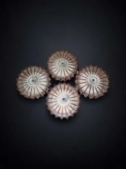 Hot Pamono Textured Wall Lamp from Glashütte Limburg, 1950s