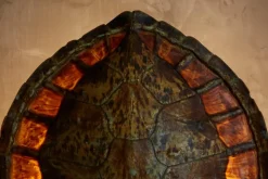 Clearance Pamono Turtle Shell Table Lamp attributed to Christian Dior, France, 1970s